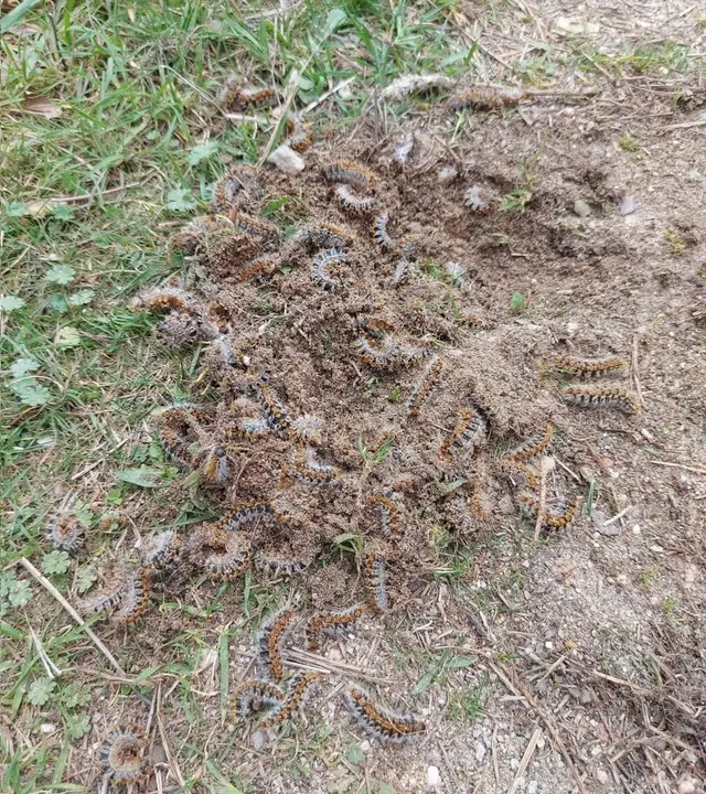 Nido de procesionaria en el suelo de Valorio