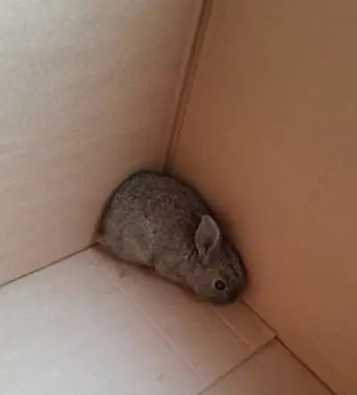 Conejo