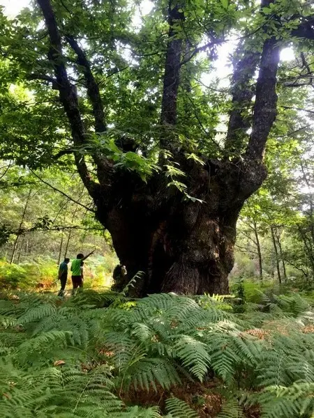 Actividad por el Día del Árbol organizada por CryoSanabria