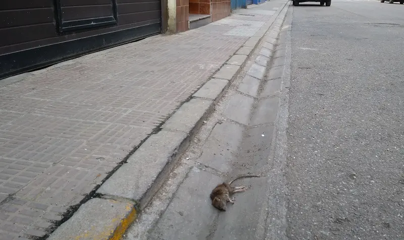 calle Doctor Villalobos