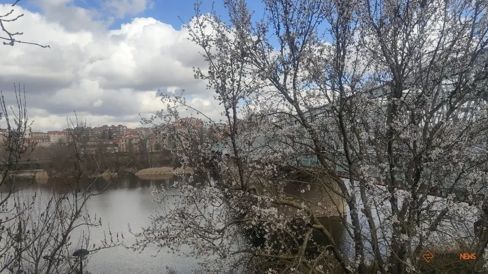 Zamora