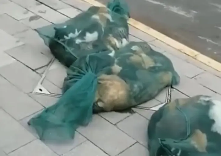 Gatos en lonas para ser sacrificados