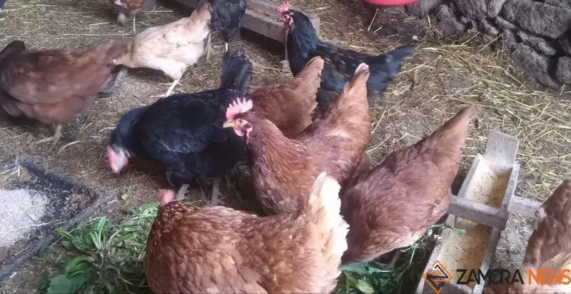 Pequeña explotación de gallinas