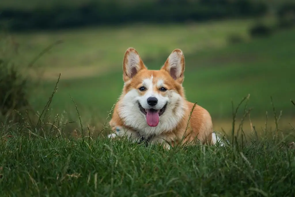 perro