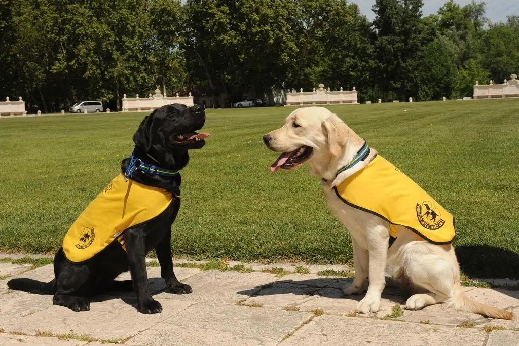 Foto Perros Guía con chaleco