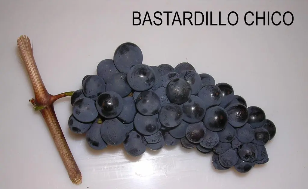 Uva variedad Bastardillo chico