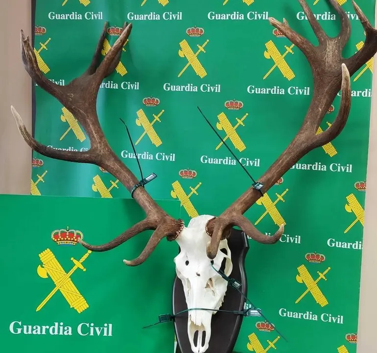 Trofeo de ciervo requisado y valorado en más de 11.000 euros. Fotografía: Guardia Civil