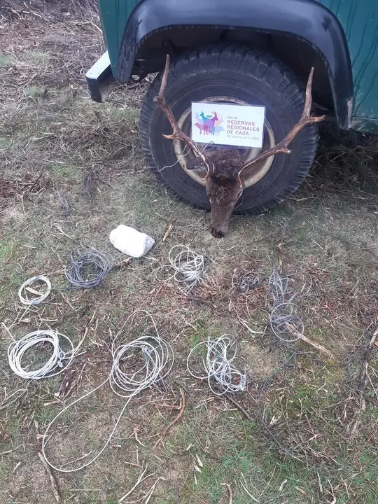 Imagen de los alambres y fauna dañada en Manzanal de Arriba. Fotografía: Delegación Territorial de la Junta en Zamora