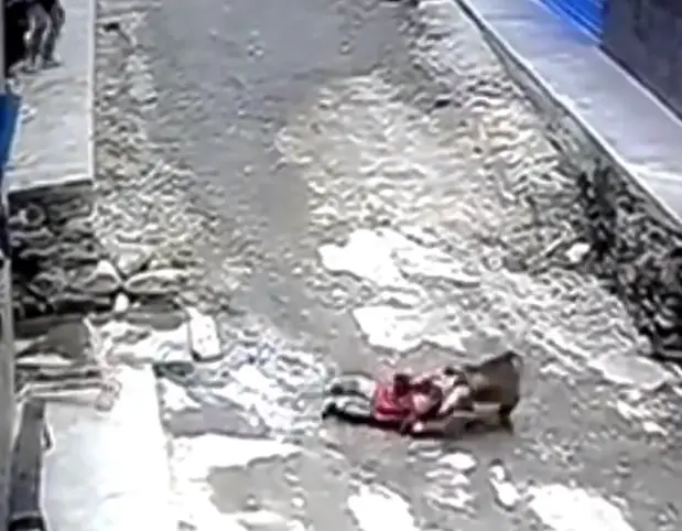 Mono intenta llevarse a niña