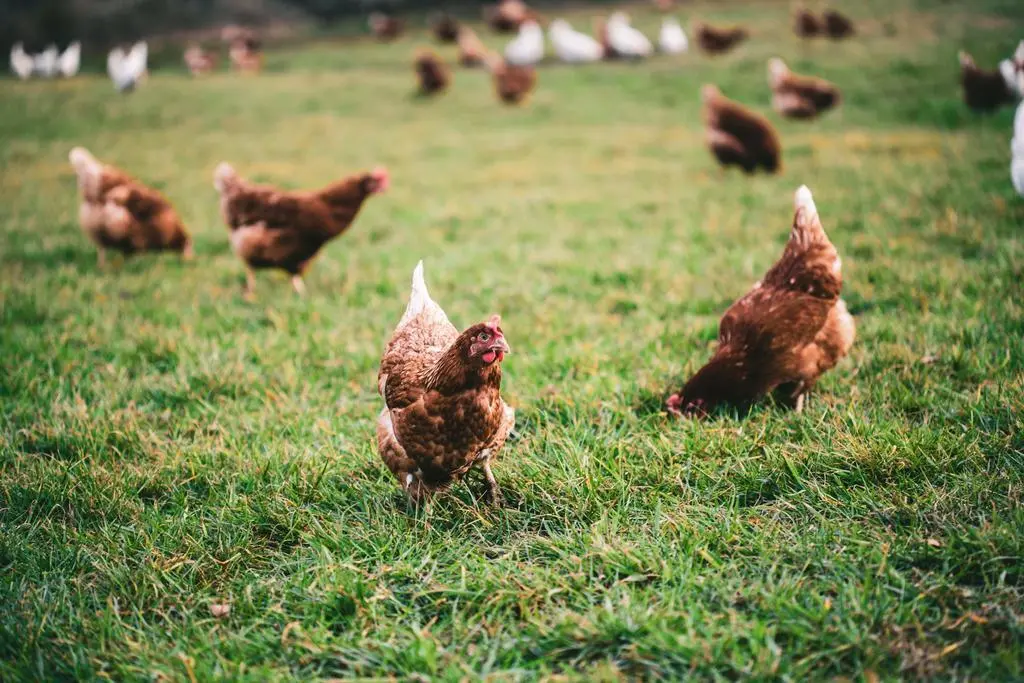 imagen de archivo gallinas