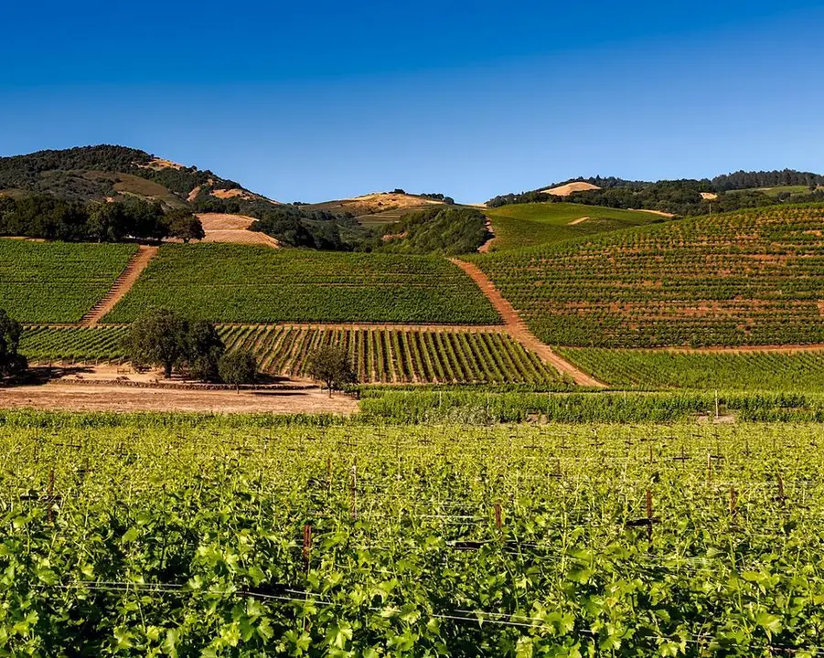 viñedos-1
