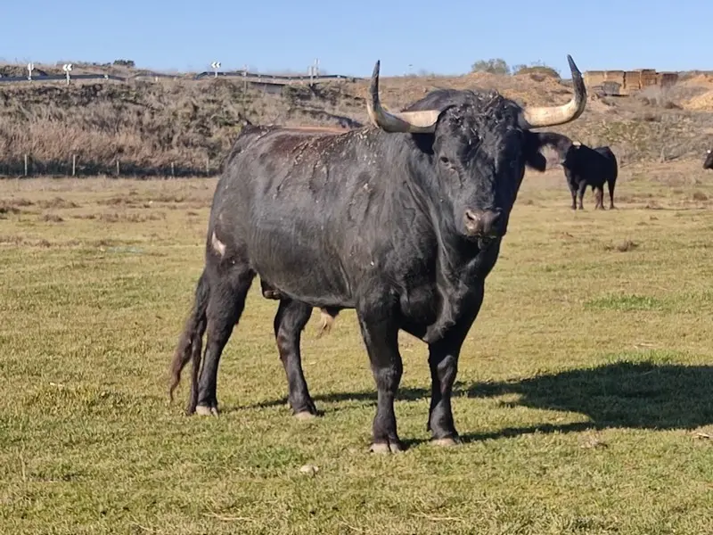 Toro Calesero