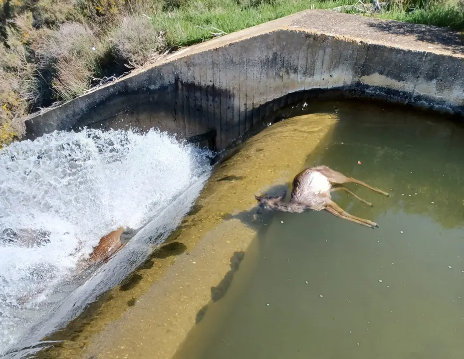 Animales en el canal