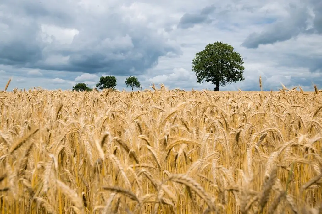 Campos de trigo