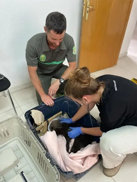 El osezno en el centro de recuperación de animales salvajes