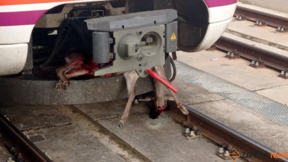 Ciervo arrollado por el tren