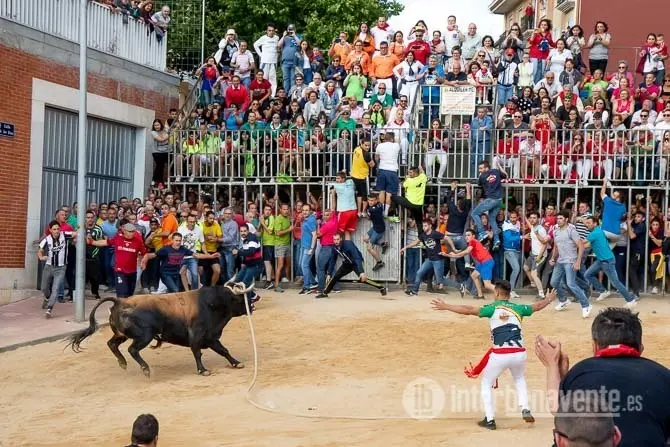 Toro enmaromado. Fotografía: Interbenavente