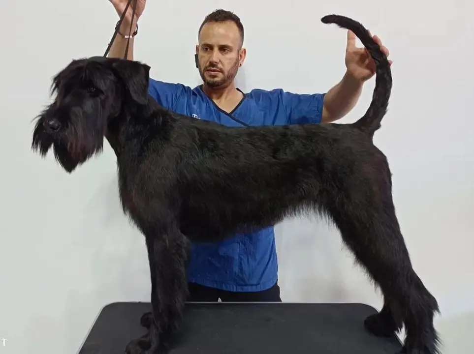 El zamorano David García en su trabajo como peluquero canino al frente de DG Can