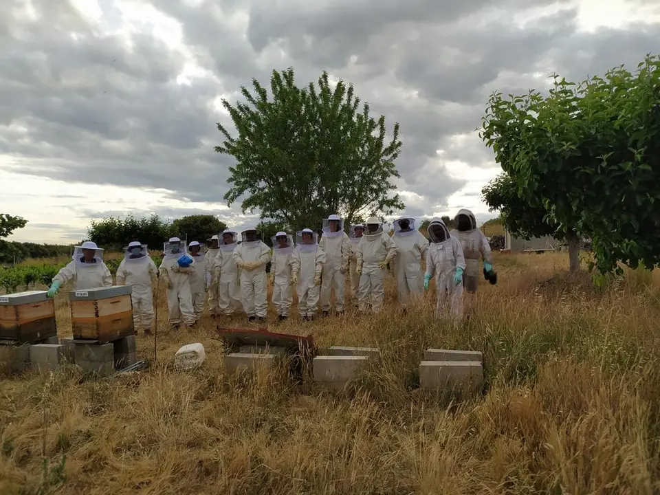 Curso apicultura