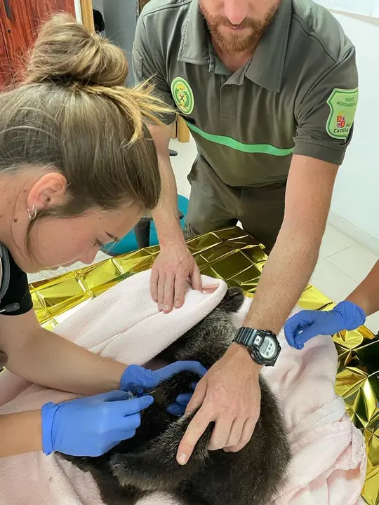 Un osezno es atendido por veterinarios y técnicos del Centro de Recuperación de Animales Silvestres