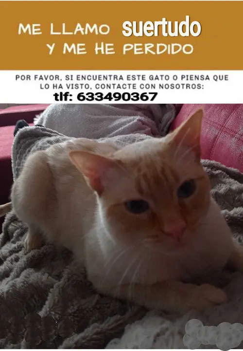 Cartel gato desaparecido en Toro