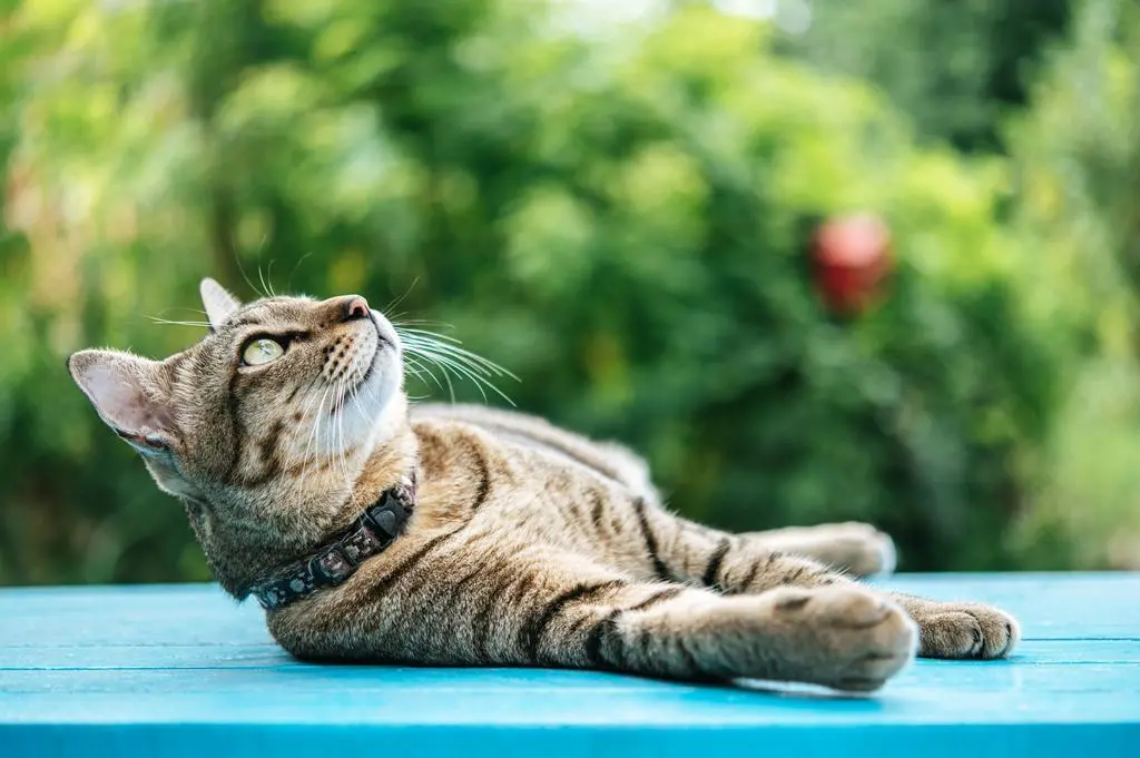 gato vía freepik