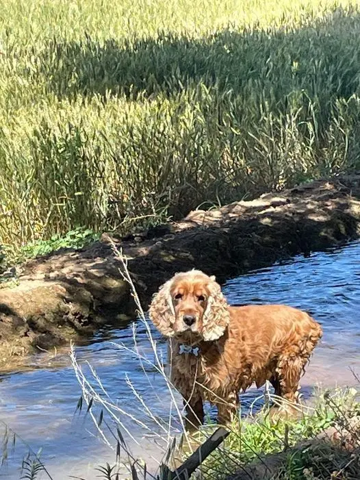 Imagen de Polo, el cocker extraviado en los alrededores de Villaralbo