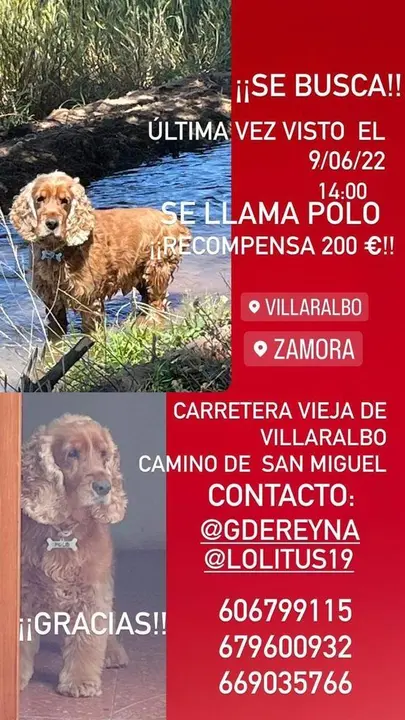 Cartel Polo, el cocker extraviado en Villaralbo