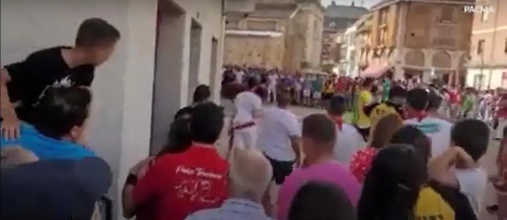 festejo del Torito del Alba de Benavente pacma