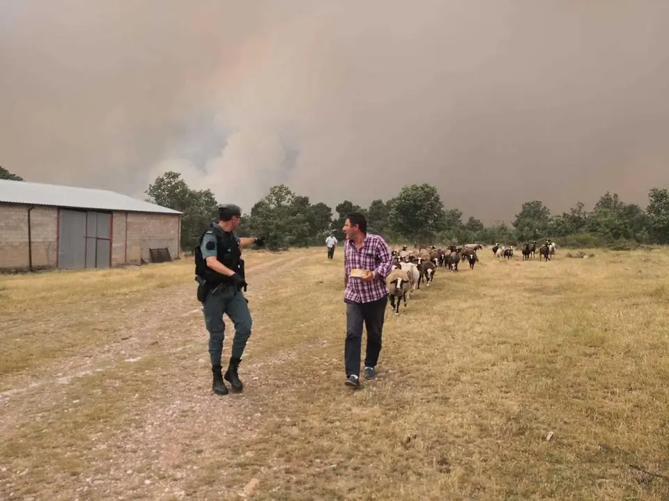Los ganaderos tratan de salvar las cabezas de ganado del incendio en Sierra de la Culebra. Fotografía: GC