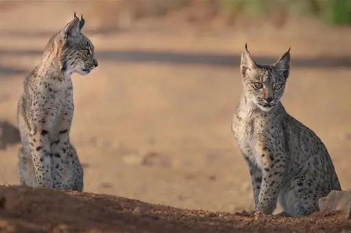Lince Ibérico