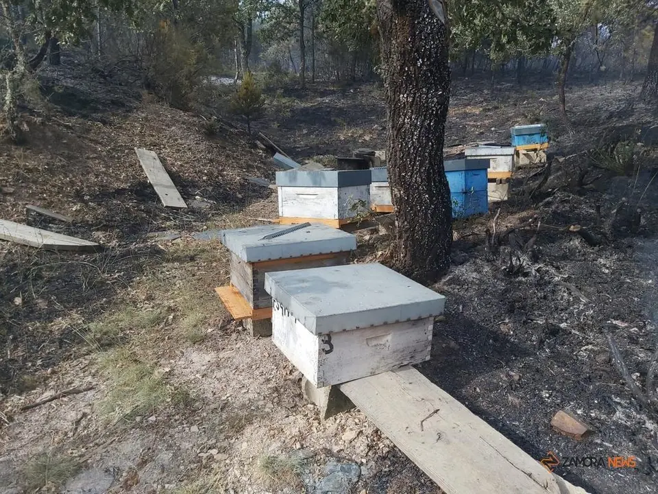 Colmenas arrasadas por el fuego en el término municipal de Boya