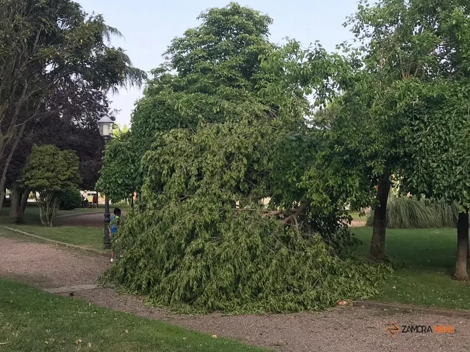 Rama caída en pleno parque de León Felipe