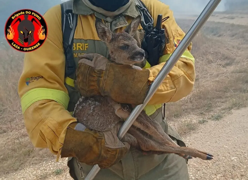 Imagen del cervatillo rescatado del incendio de Sierra de la Culebra. Fotografía: Brigada DO FUMO