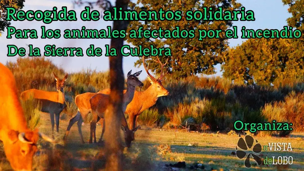 Recogida alimento Sierra de la Culebra