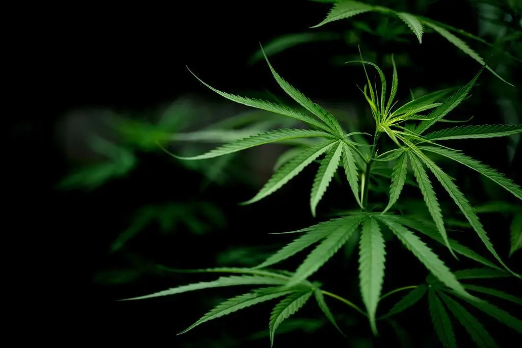 Cannabis