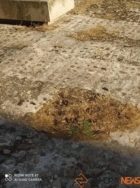 Restos de heces de perros cerca de Santo Tomé