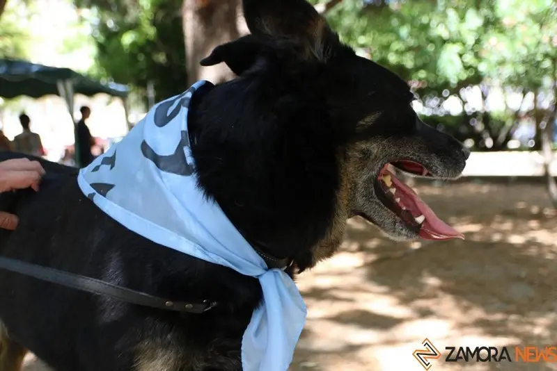 VII Concurso Mascotero Guaupisimos  (1)