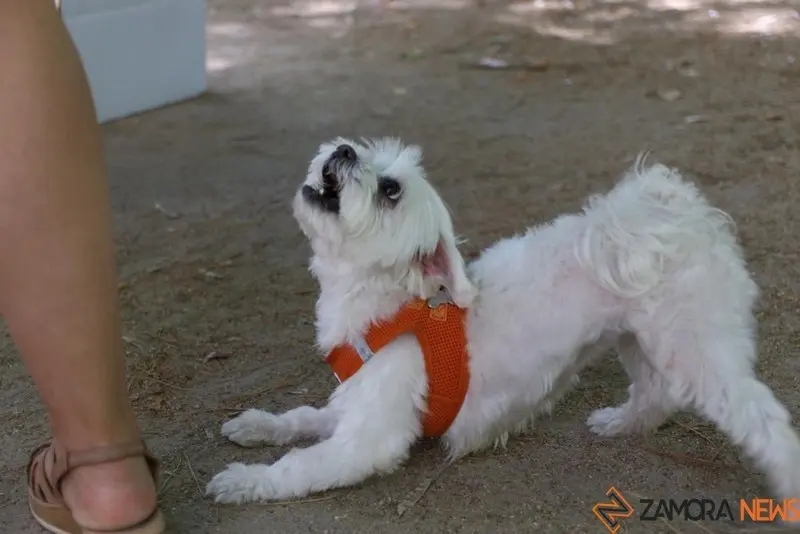 VII Concurso Mascotero Guaupisimos  (3)