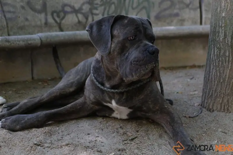 VII Concurso Mascotero Guaupisimos  (5)