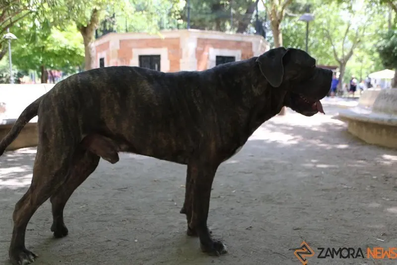 VII Concurso Mascotero Guaupisimos  (7)