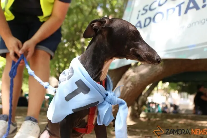 VII Concurso Mascotero Guaupisimos  (8)