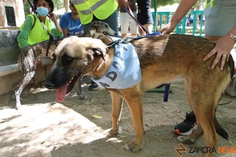 VII Concurso Mascotero Guaupisimos  (9)