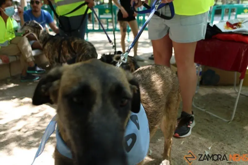 VII Concurso Mascotero Guaupisimos  (11)