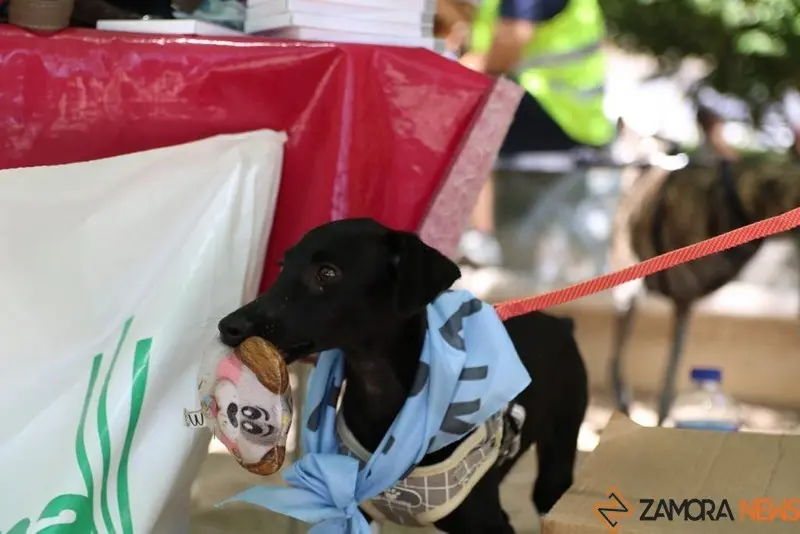 VII Concurso Mascotero Guaupisimos  (13)