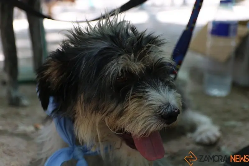 VII Concurso Mascotero Guaupisimos  (14)