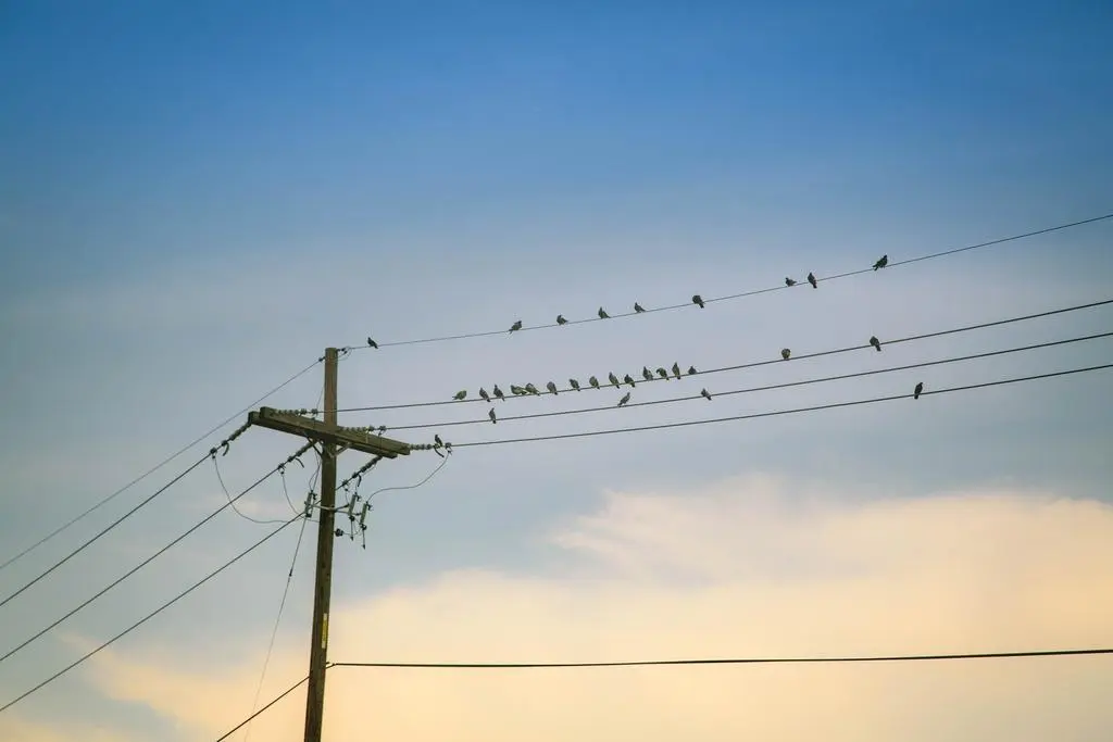 Aves tendidos eléctricos