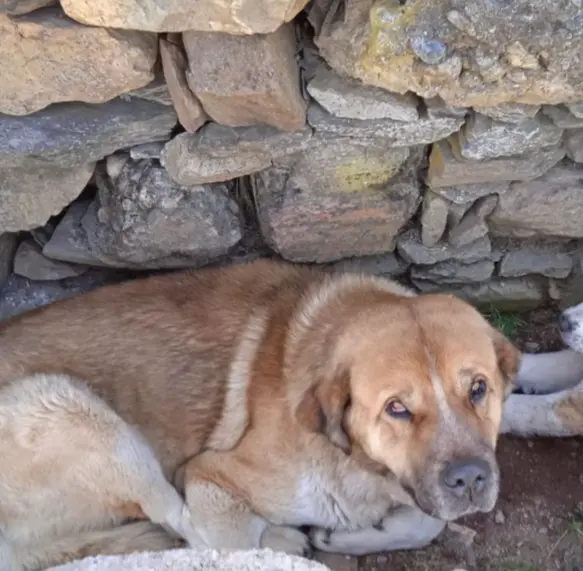Perro perdido