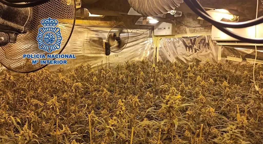 Marihuana