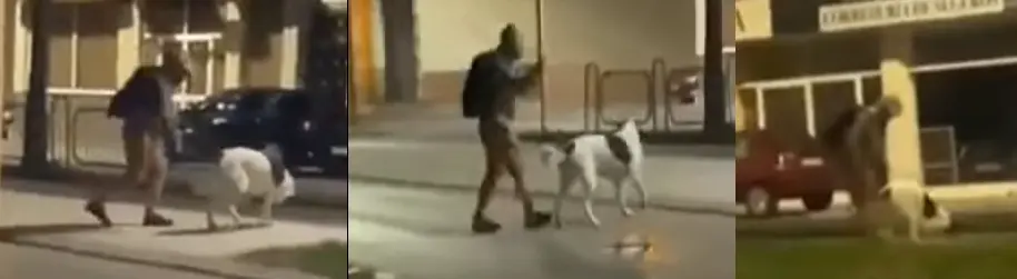 Maltrato animal